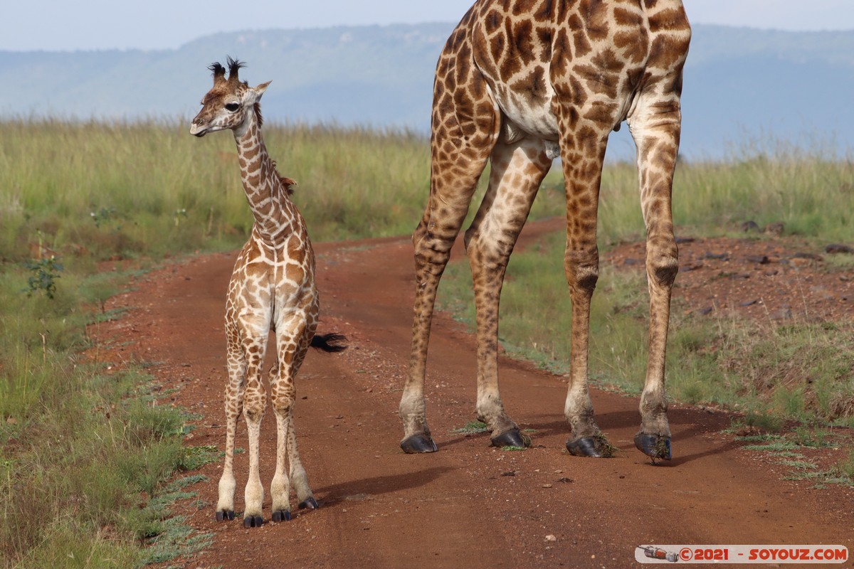 Masai Mara - Masai Giraffe
Mots-clés: geo:lat=-1.38172685 geo:lon=35.00294393 geotagged KEN Kenya Narok Oloolaimutia animals Masai Mara Giraffe