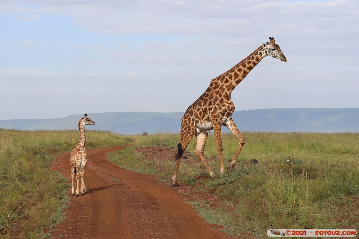 Masai Mara - Masai Giraffe
Mots-clés: geo:lat=-1.38172657 geo:lon=35.00294267 geotagged KEN Kenya Narok Oloolaimutia animals Masai Mara Giraffe
