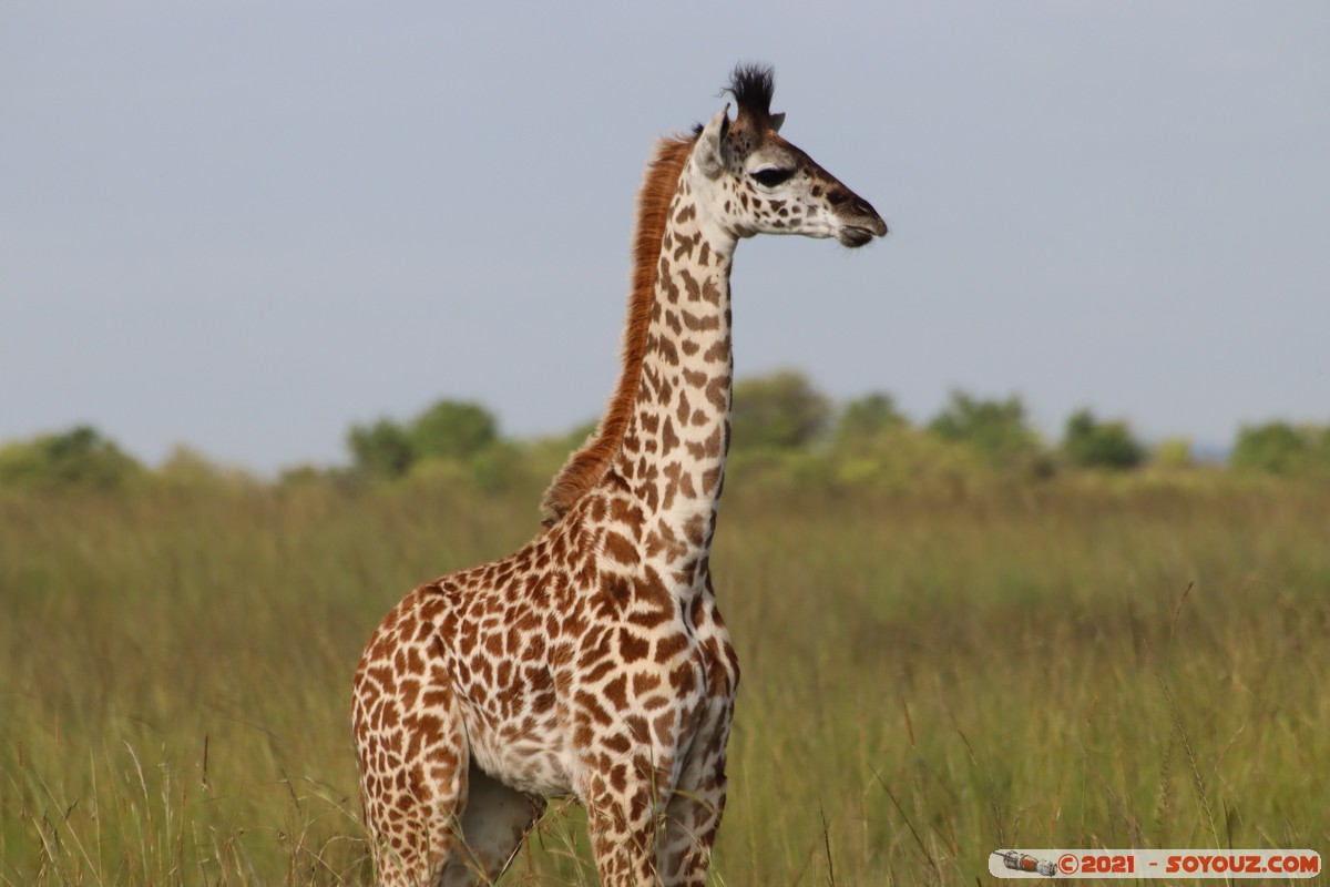 Masai Mara - Masai Giraffe
Mots-clés: geo:lat=-1.38172601 geo:lon=35.00294014 geotagged KEN Kenya Narok Oloolaimutia animals Masai Mara Giraffe