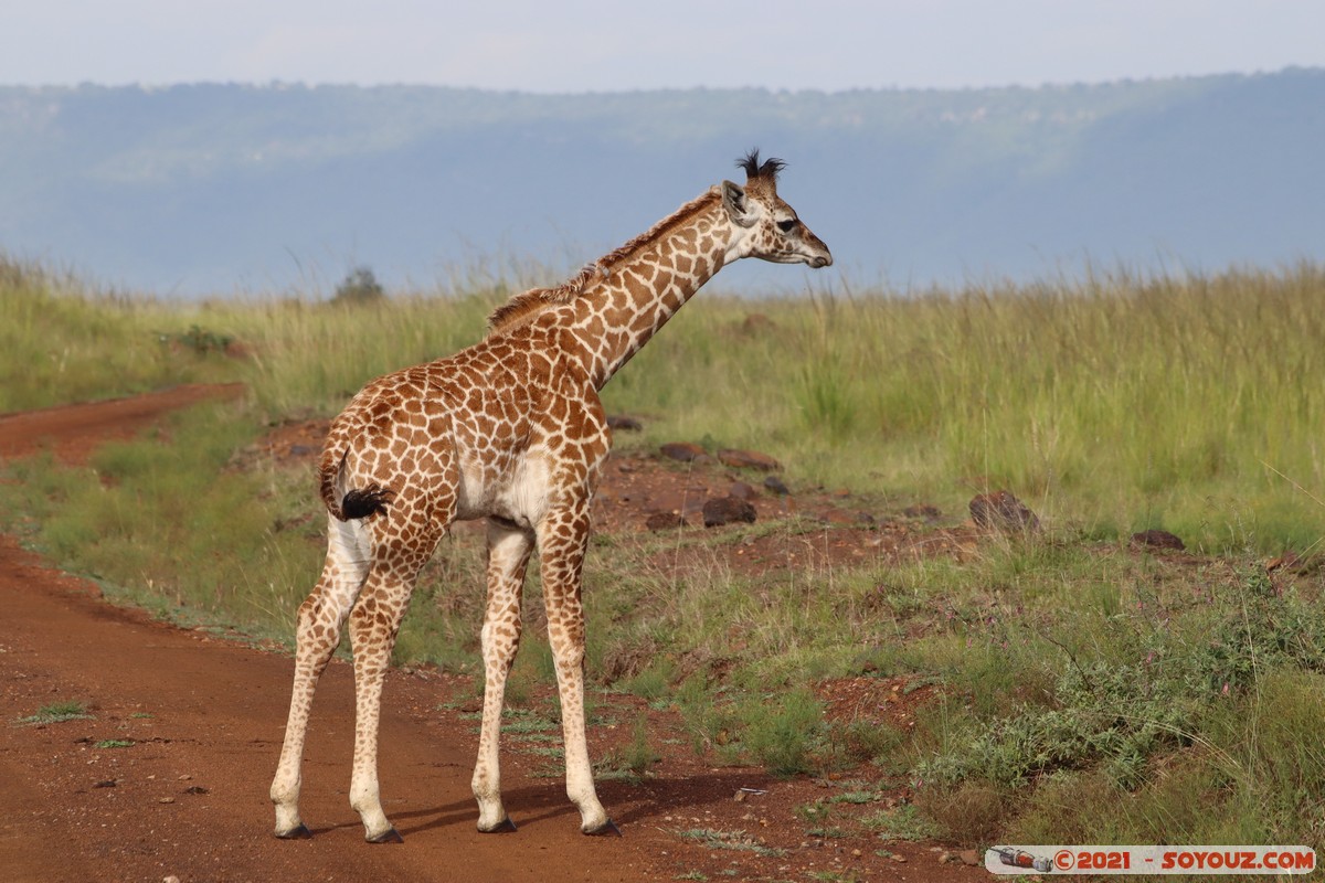Masai Mara - Masai Giraffe
Mots-clés: geo:lat=-1.38172551 geo:lon=35.00293792 geotagged KEN Kenya Narok Oloolaimutia animals Masai Mara Giraffe