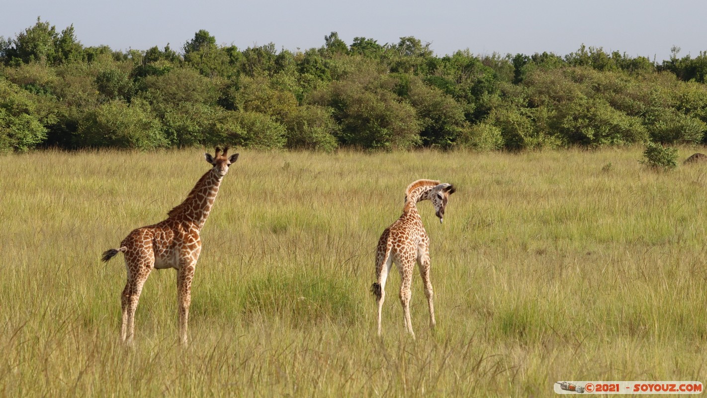 Masai Mara - Masai Giraffe
Mots-clés: geo:lat=-1.38169144 geo:lon=35.00273856 geotagged KEN Kenya Narok Oloolaimutia animals Masai Mara Giraffe