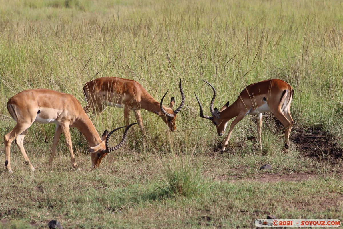 Masai Mara - Impala
Mots-clés: geo:lat=-1.38147330 geo:lon=34.99932406 geotagged KEN Kenya Narok Oloolaimutia animals Masai Mara Impala