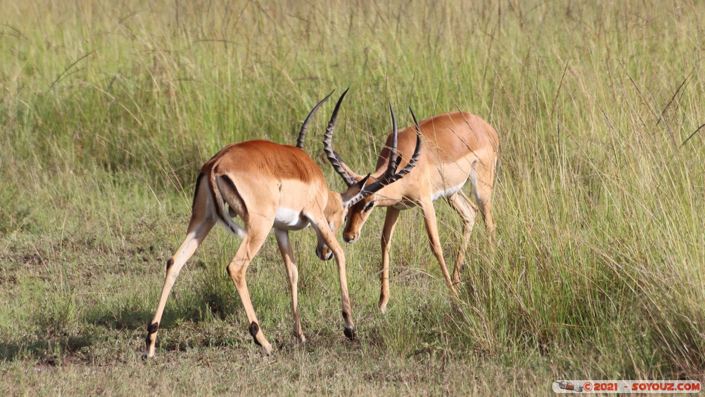 Masai Mara - Impala
Mots-clés: geo:lat=-1.38147031 geo:lon=34.99931263 geotagged KEN Kenya Narok Oloolaimutia animals Masai Mara Impala