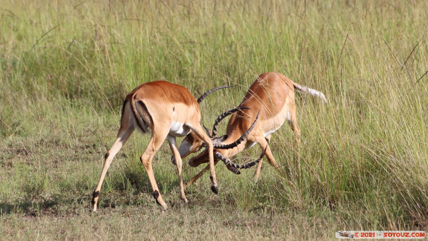 Masai Mara - Impala
Mots-clés: geo:lat=-1.38147031 geo:lon=34.99931263 geotagged KEN Kenya Narok Oloolaimutia animals Masai Mara Impala