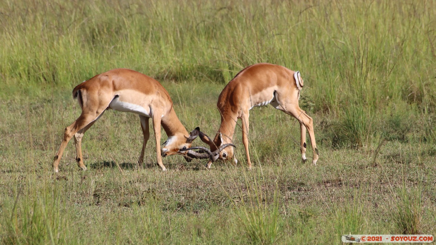 Masai Mara - Impala
Mots-clés: geo:lat=-1.38146401 geo:lon=34.99928859 geotagged KEN Kenya Narok Oloolaimutia animals Masai Mara Impala