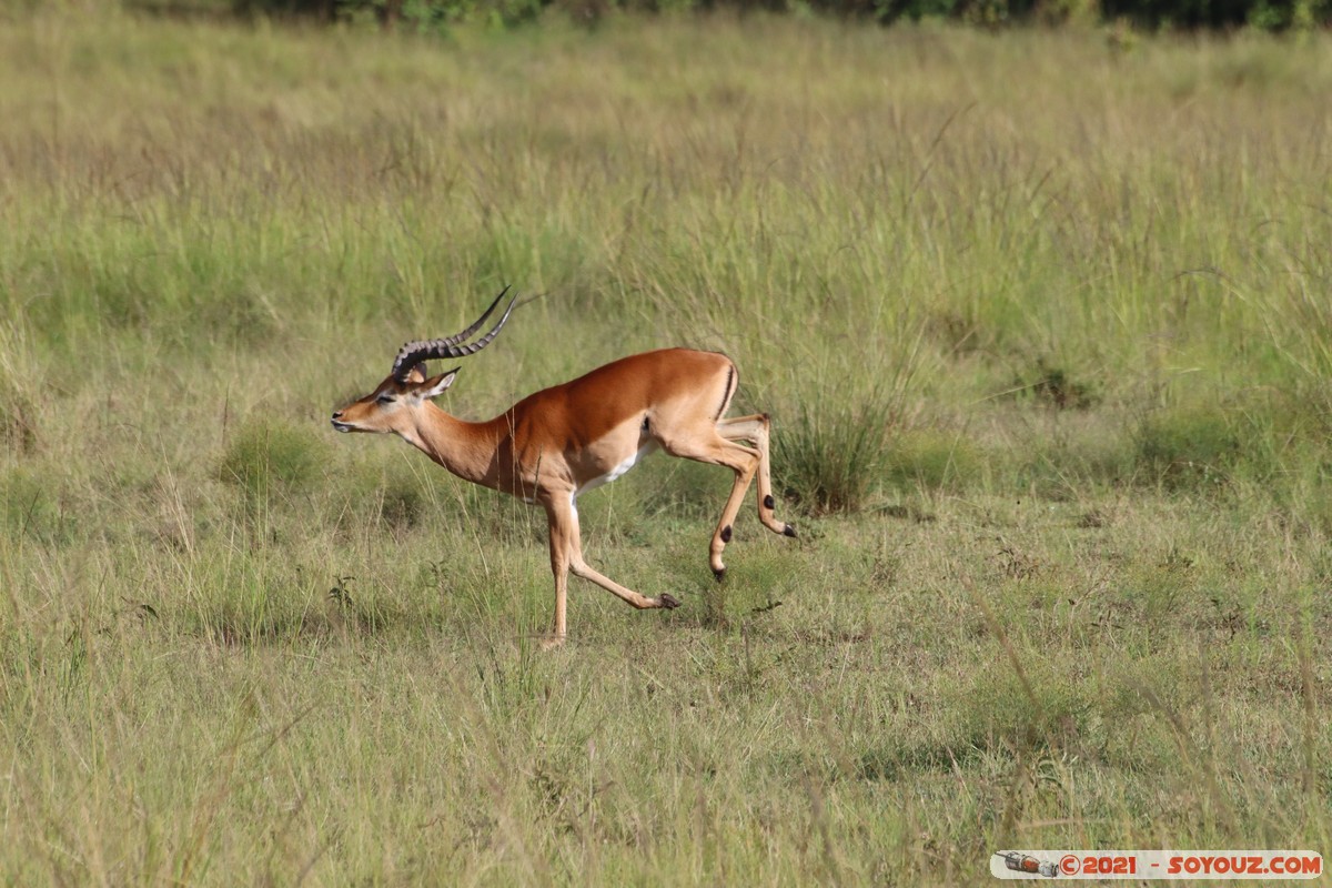 Masai Mara - Impala
Mots-clés: geo:lat=-1.38146291 geo:lon=34.99928438 geotagged KEN Kenya Narok Oloolaimutia animals Masai Mara Impala