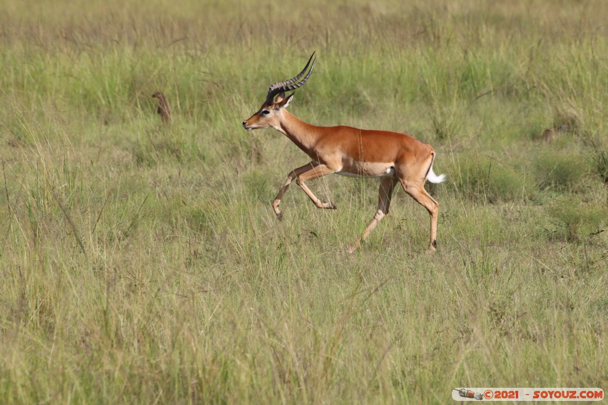 Masai Mara - Impala
Mots-clés: geo:lat=-1.38146291 geo:lon=34.99928438 geotagged KEN Kenya Narok Oloolaimutia animals Masai Mara Impala
