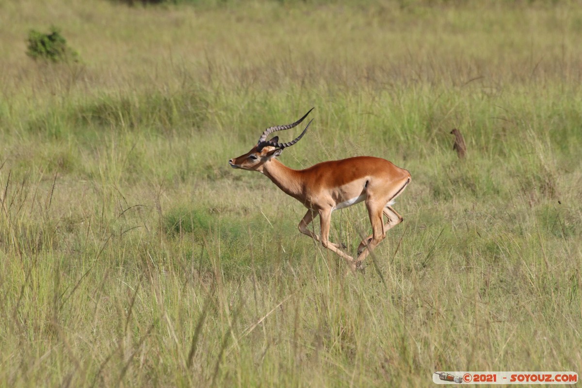 Masai Mara - Impala
Mots-clés: geo:lat=-1.38146291 geo:lon=34.99928438 geotagged KEN Kenya Narok Oloolaimutia animals Masai Mara Impala