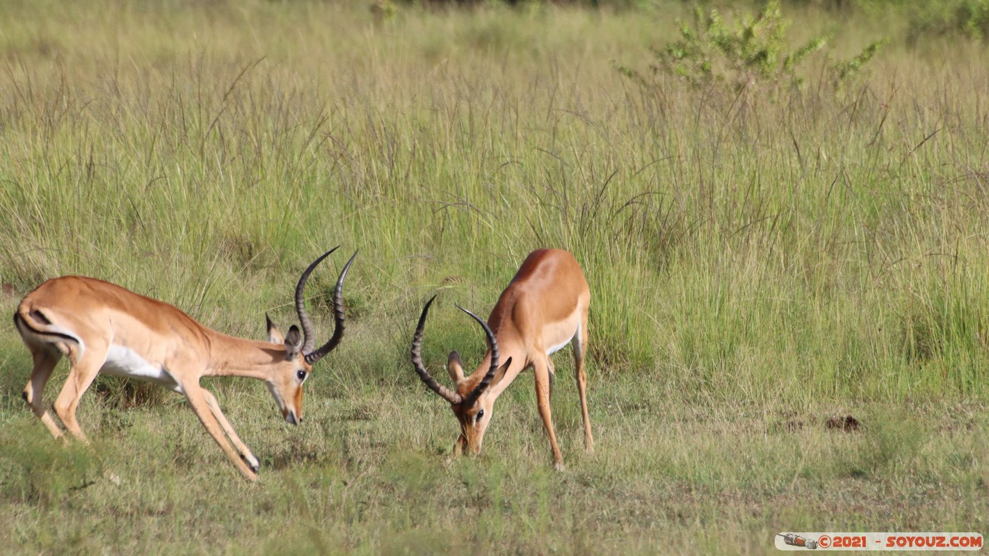 Masai Mara - Impala
Mots-clés: geo:lat=-1.38145818 geo:lon=34.99926634 geotagged KEN Kenya Narok Oloolaimutia animals Masai Mara Impala
