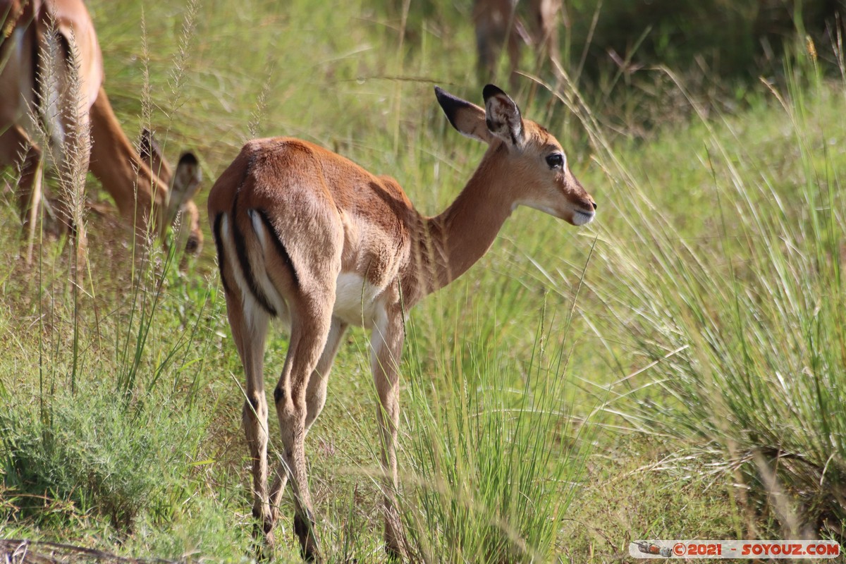 Masai Mara - Impala
Mots-clés: geo:lat=-1.37628881 geo:lon=34.99724352 geotagged KEN Kenya Narok Oloolaimutia animals Masai Mara Impala