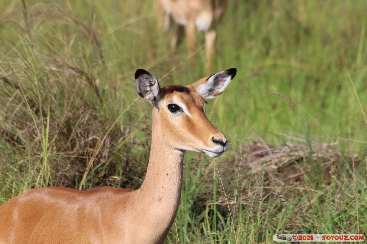 Masai Mara - Impala
Mots-clés: geo:lat=-1.37628493 geo:lon=34.99724128 geotagged KEN Kenya Narok Oloolaimutia animals Masai Mara Impala