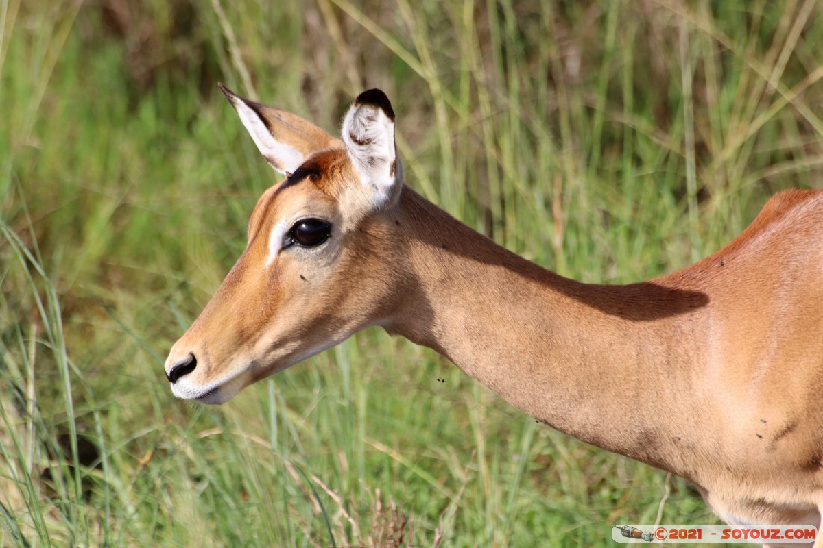 Masai Mara - Impala
Mots-clés: geo:lat=-1.37628140 geo:lon=34.99723924 geotagged KEN Kenya Narok Oloolaimutia animals Masai Mara Impala
