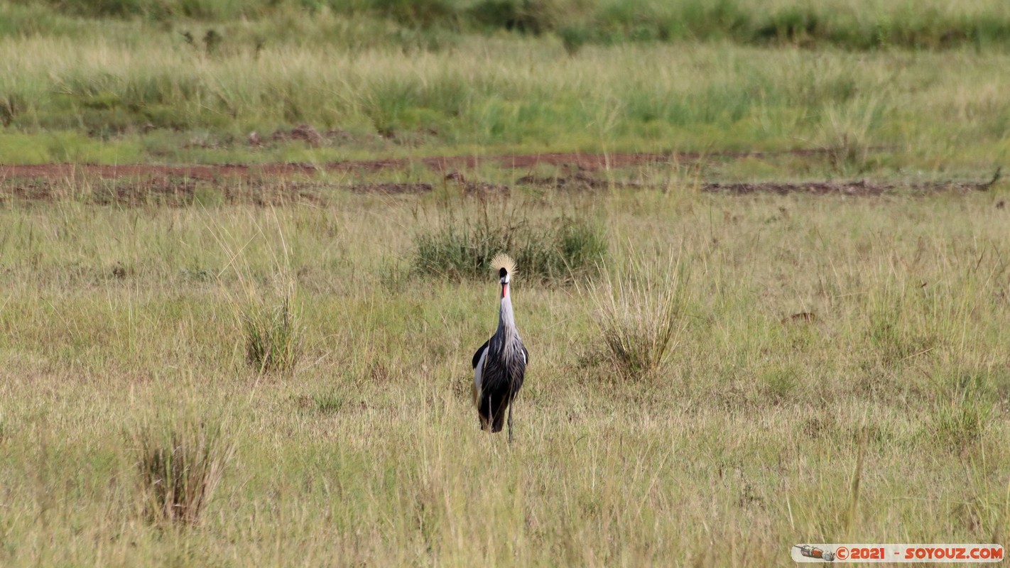 Masai Mara - Gray crowned-crane
Mots-clés: geo:lat=-1.37603725 geo:lon=34.99649279 geotagged KEN Kenya Narok Oloolaimutia animals Masai Mara Gray crowned-crane Grue couronnée grise