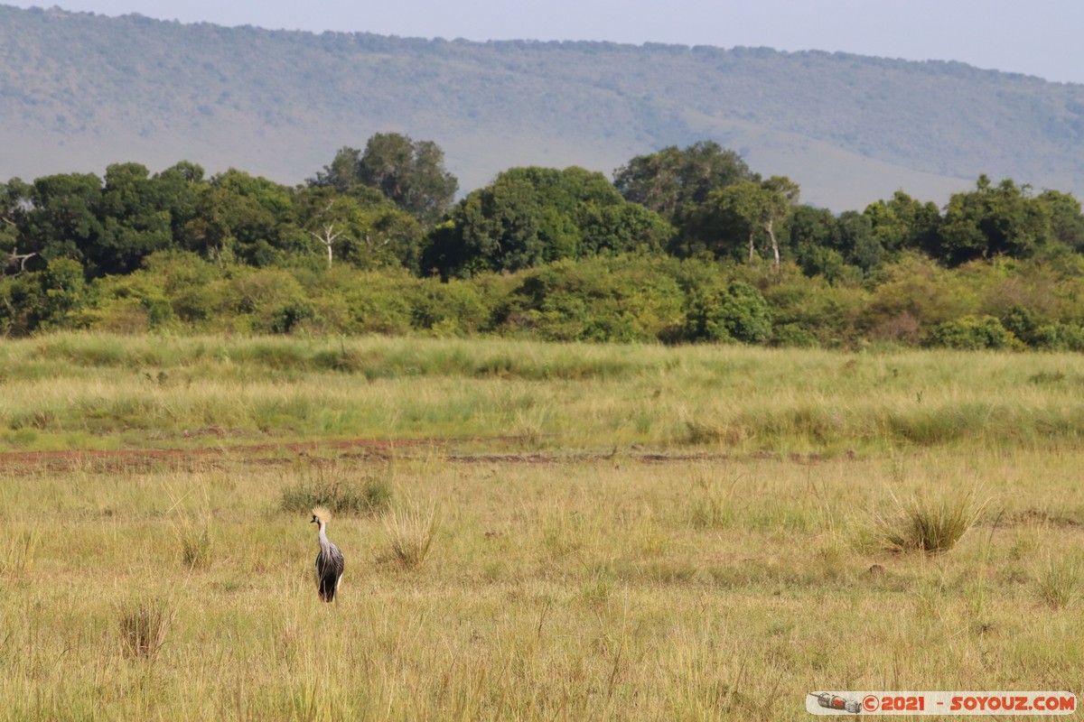 Masai Mara - Gray crowned-crane
Mots-clés: geo:lat=-1.37604337 geo:lon=34.99647684 geotagged KEN Kenya Narok Oloolaimutia animals Masai Mara Gray crowned-crane Grue couronnée grise