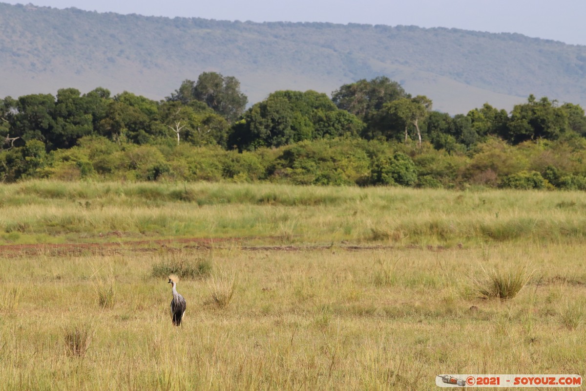 Masai Mara - Gray crowned-crane
Mots-clés: geo:lat=-1.37604337 geo:lon=34.99647684 geotagged KEN Kenya Narok Oloolaimutia animals Masai Mara Gray crowned-crane Grue couronnée grise