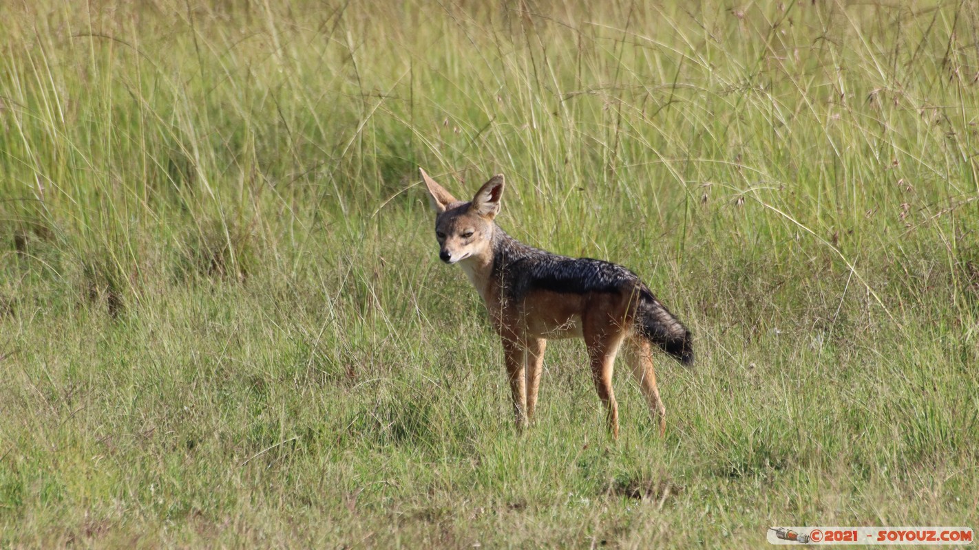 Masai Mara - Jackal
Mots-clés: geo:lat=-1.37823391 geo:lon=34.98873774 geotagged KEN Kenya Narok Oloolaimutia animals Masai Mara Chacal à dos noir