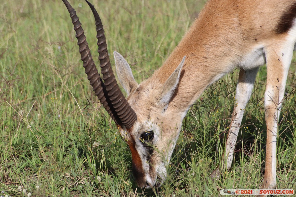 Masai Mara - Thompson's Gazelle
Mots-clés: geo:lat=-1.37914334 geo:lon=34.98648752 geotagged KEN Kenya Narok Oloolaimutia animals Masai Mara Thomson's gazelle