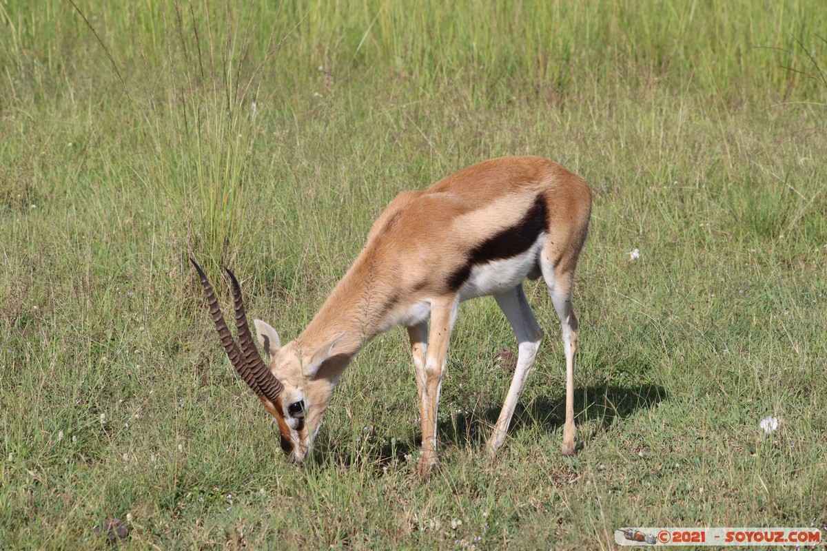 Masai Mara - Thompson's Gazelle
Mots-clés: geo:lat=-1.37915698 geo:lon=34.98648172 geotagged KEN Kenya Narok Oloolaimutia animals Masai Mara Thomson's gazelle