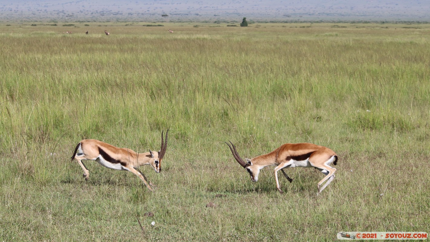 Masai Mara - Thompson's Gazelle
Mots-clés: geo:lat=-1.37917899 geo:lon=34.98647345 geotagged KEN Kenya Narok Oloolaimutia animals Masai Mara Thomson's gazelle