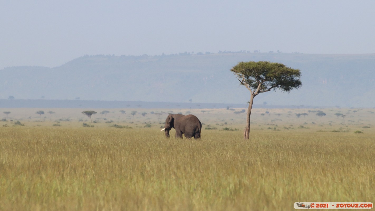 Masai Mara - Elephant
Mots-clés: geo:lat=-1.38063635 geo:lon=34.98630945 geotagged KEN Kenya Narok Oloolaimutia animals Masai Mara Elephant