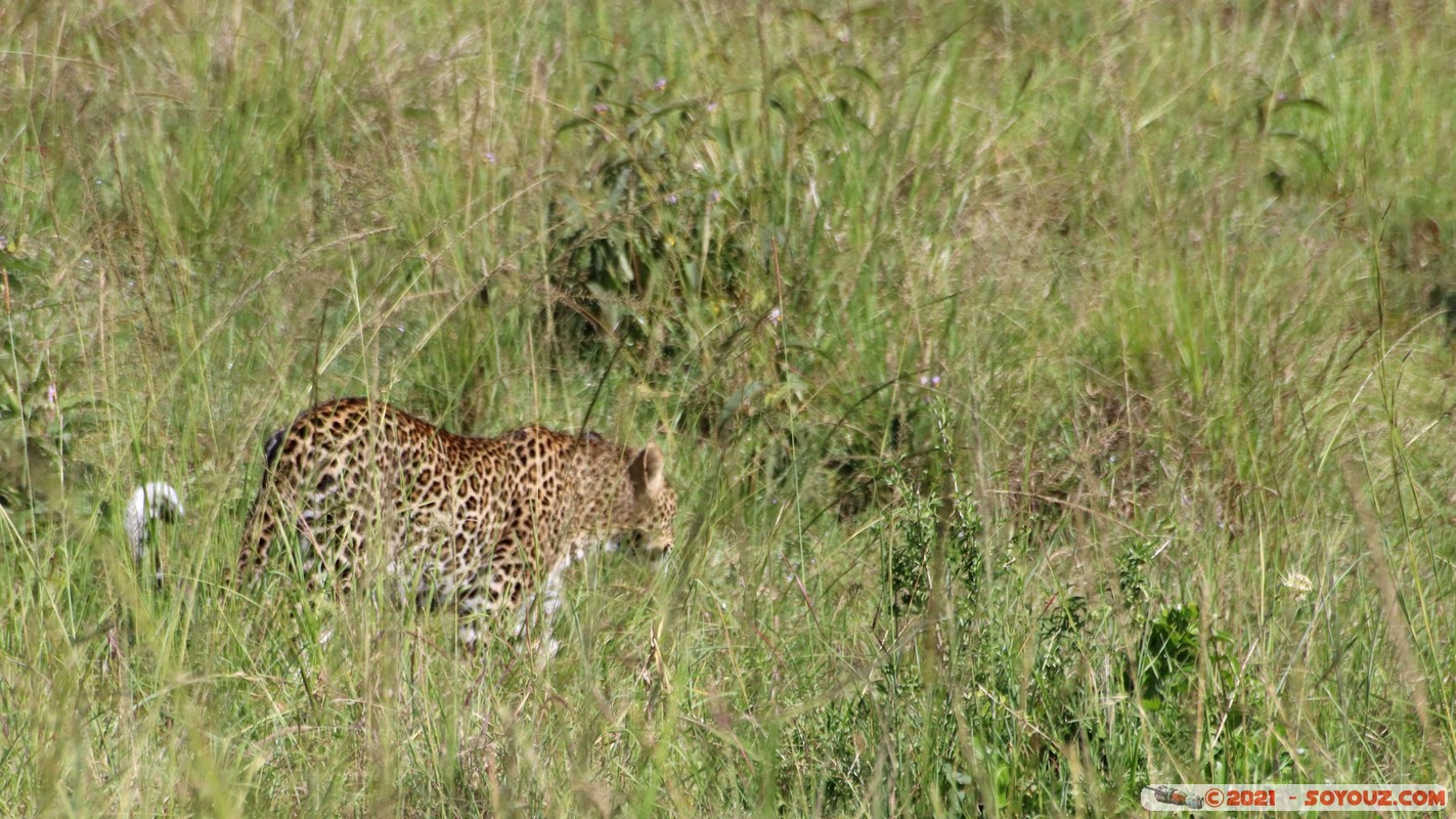 Masai Mara - Leopard
Mots-clés: geo:lat=-1.47489548 geo:lon=35.02759746 geotagged KEN Kenya Narok Ol Kiombo animals Masai Mara Leopard