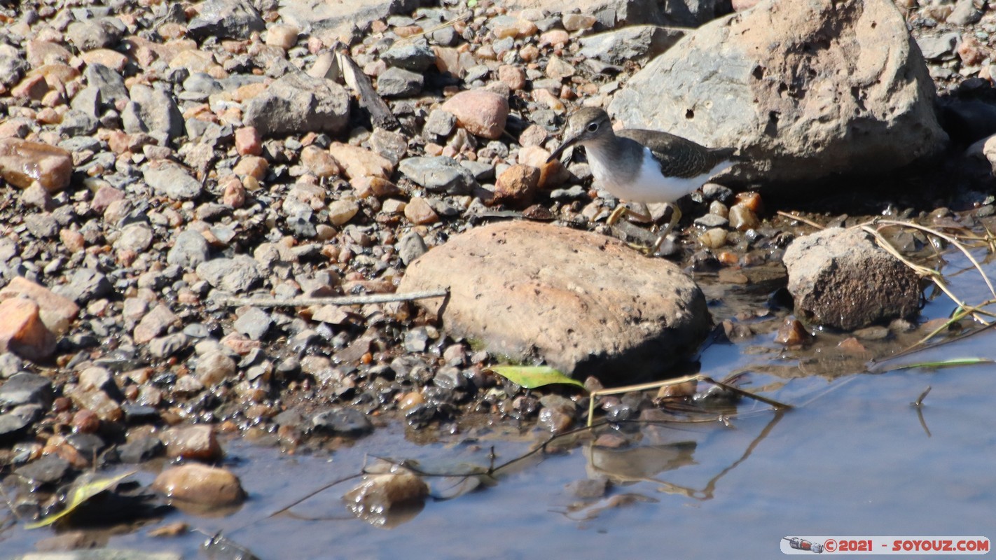 Masai Mara - Common Sandpiper
Mots-clés: geo:lat=-1.47433309 geo:lon=35.02865067 geotagged KEN Kenya Narok Ol Kiombo animals Masai Mara Common Sandpiper