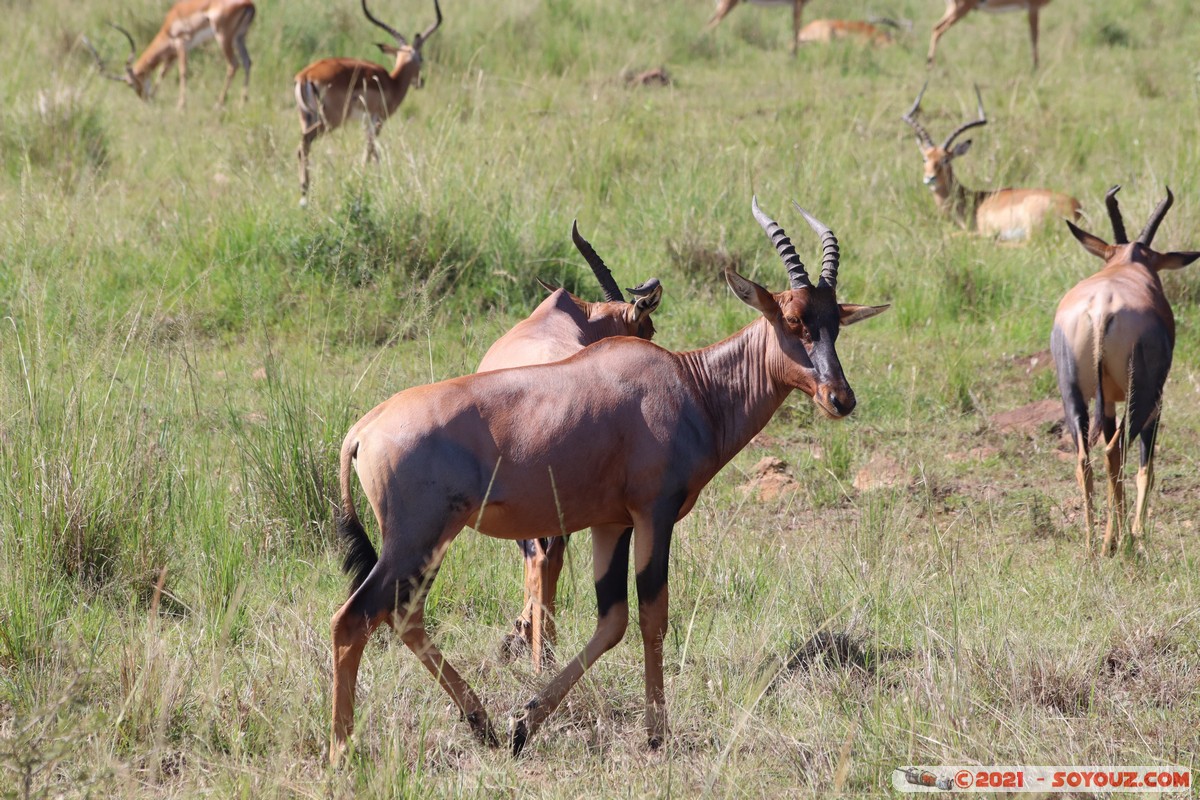 Masai Mara - Topi
Mots-clés: geo:lat=-1.51613928 geo:lon=35.01515757 geotagged KEN Kenya Narok Oloolaimutia animals Masai Mara Topi Impala