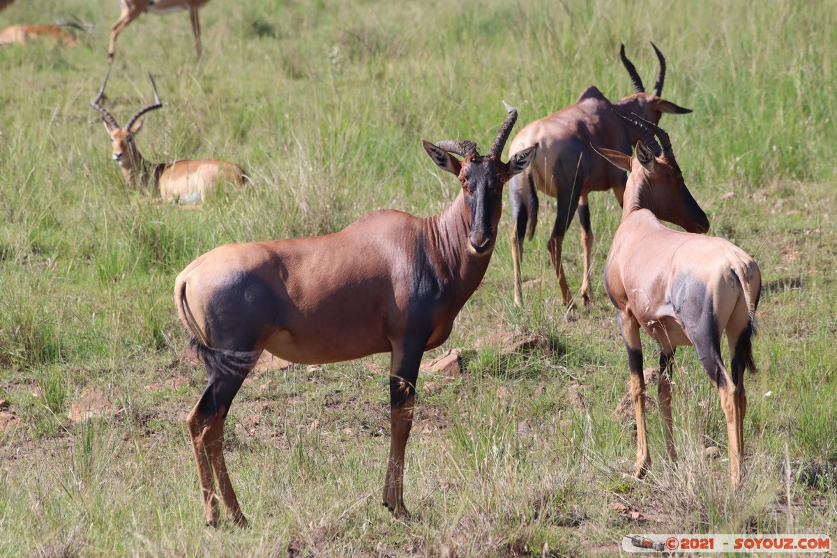 Masai Mara - Topi
Mots-clés: geo:lat=-1.51615564 geo:lon=35.01516313 geotagged KEN Kenya Narok Oloolaimutia animals Masai Mara Topi Impala