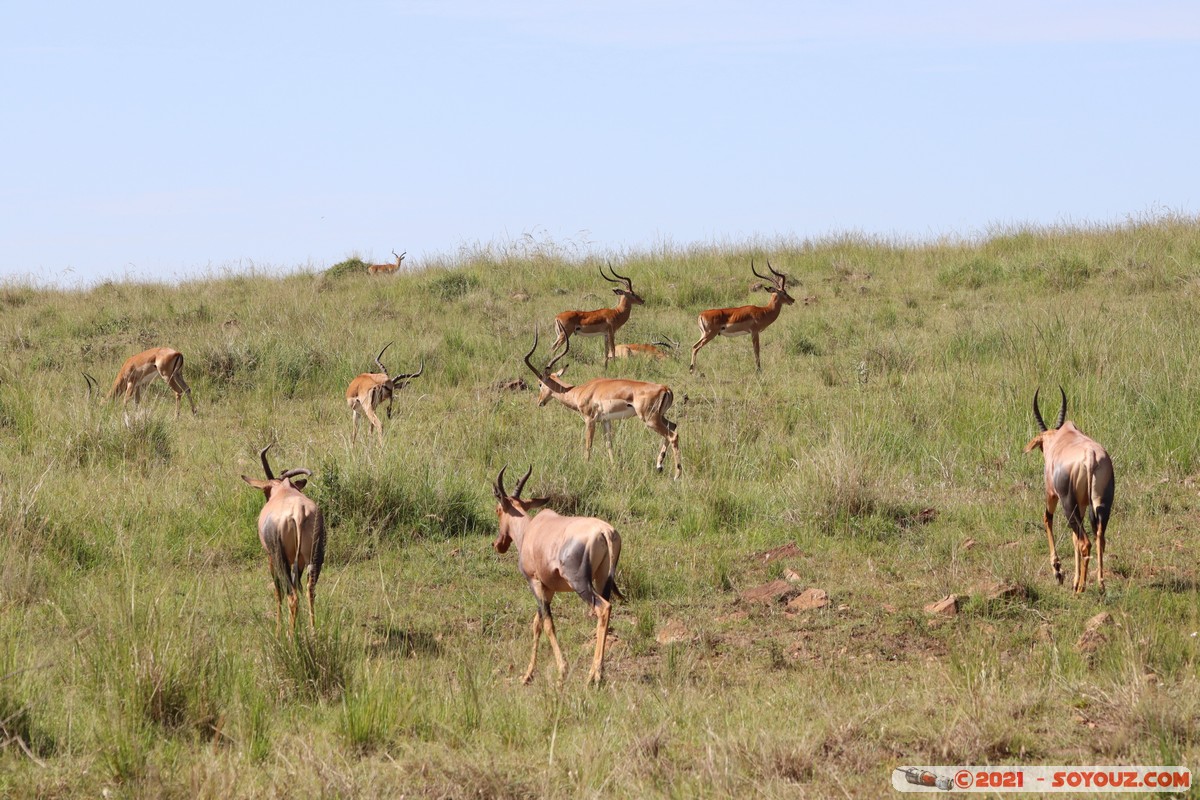 Masai Mara - Topi and Impala
Mots-clés: geo:lat=-1.51619244 geo:lon=35.01517566 geotagged KEN Kenya Narok Oloolaimutia animals Masai Mara Topi Impala