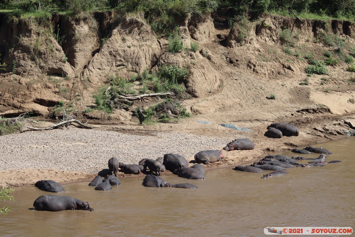 Masai Mara - Hippopotomus
Mots-clés: geo:lat=-1.51793795 geo:lon=35.01699313 geotagged KEN Kenya Narok Ol Kiombo animals Masai Mara hippopotame