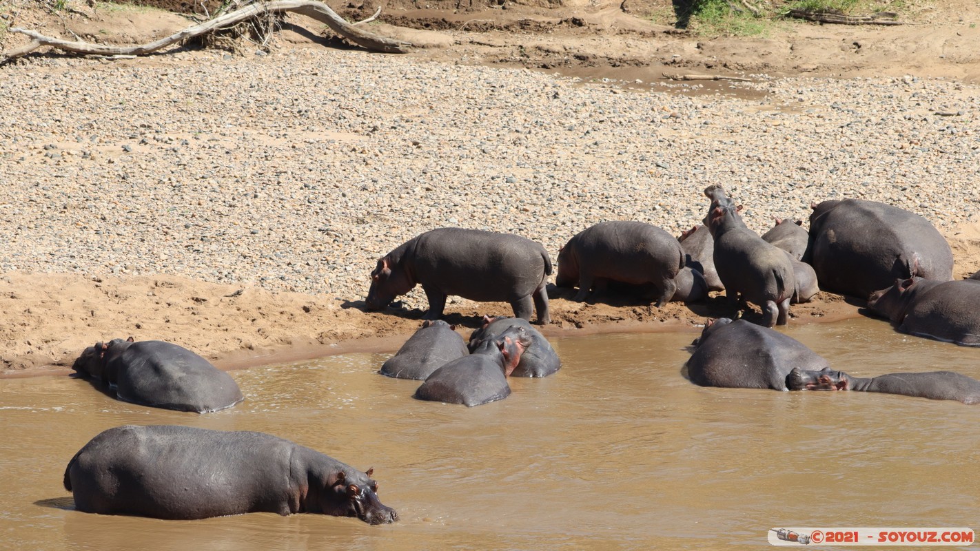 Masai Mara - Hippopotomus
Mots-clés: geo:lat=-1.51794035 geo:lon=35.01699433 geotagged KEN Kenya Narok Ol Kiombo animals Masai Mara hippopotame