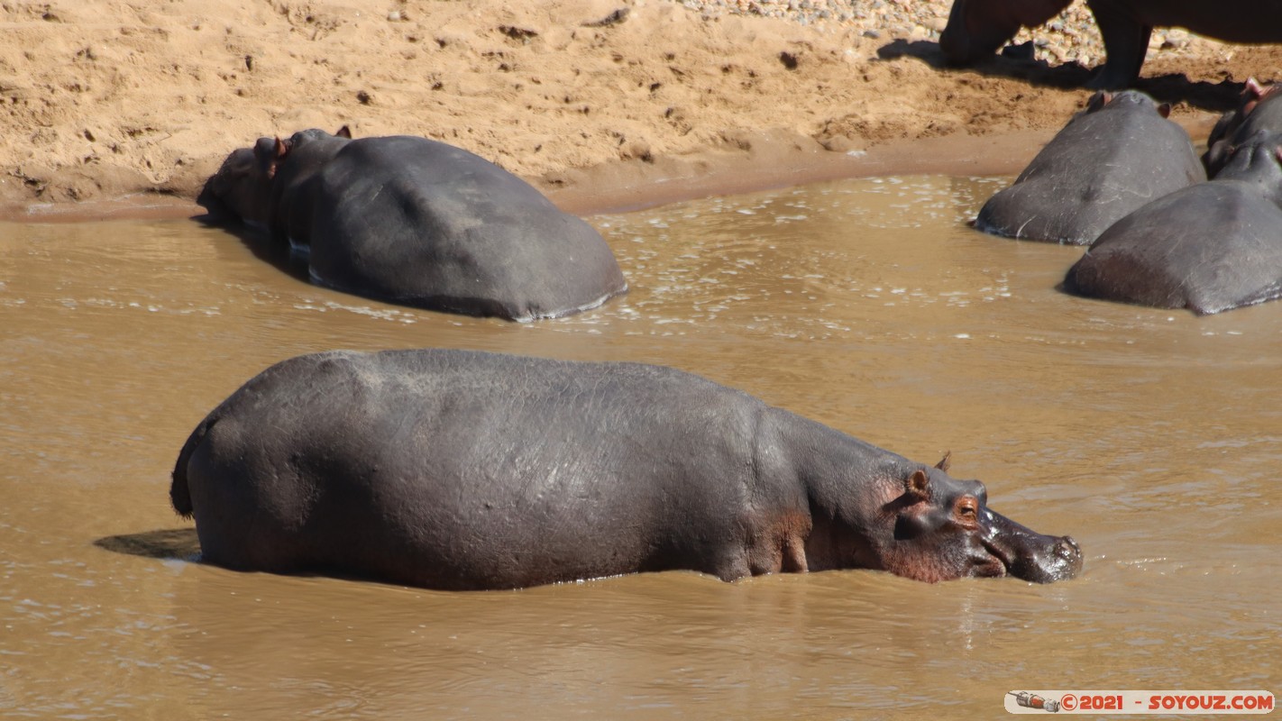 Masai Mara - Hippopotomus
Mots-clés: geo:lat=-1.51794135 geo:lon=35.01699483 geotagged KEN Kenya Narok Ol Kiombo animals Masai Mara hippopotame