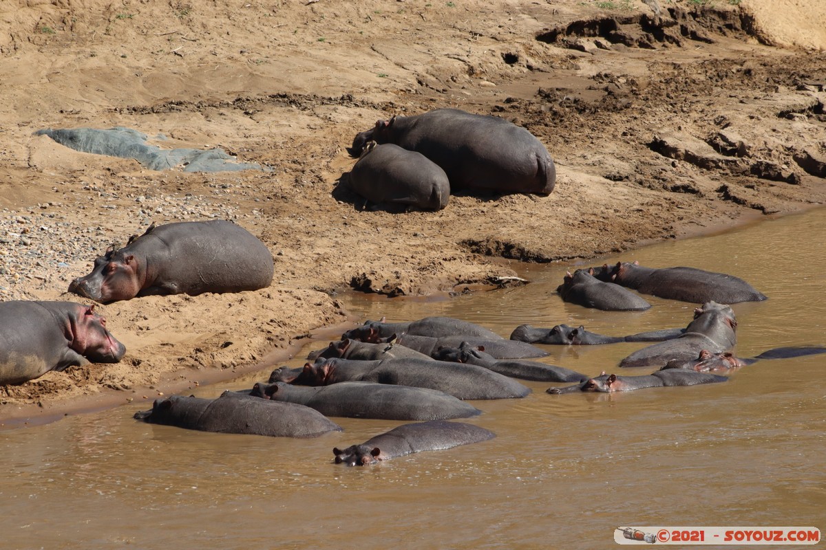 Masai Mara - Hippopotomus
Mots-clés: geo:lat=-1.51794294 geo:lon=35.01699563 geotagged KEN Kenya Narok Ol Kiombo animals Masai Mara hippopotame
