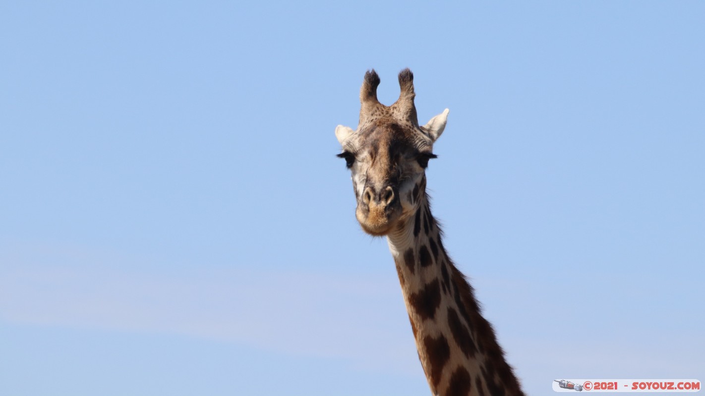 Masai Mara - Masai Giraffe
Mots-clés: geo:lat=-1.54524093 geo:lon=35.01708771 geotagged KEN Kenya Narok Ol Kiombo animals Masai Mara Giraffe