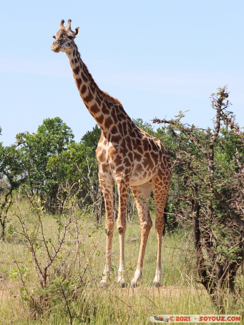Masai Mara - Masai Giraffe
Mots-clés: geo:lat=-1.54526292 geo:lon=35.01709874 geotagged KEN Kenya Narok Ol Kiombo animals Masai Mara Giraffe