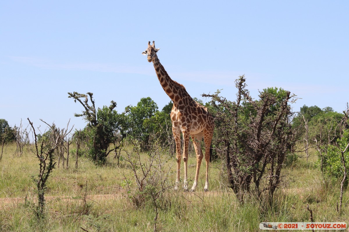 Masai Mara - Masai Giraffe
Mots-clés: geo:lat=-1.54527234 geo:lon=35.01710347 geotagged KEN Kenya Narok Ol Kiombo animals Masai Mara Giraffe