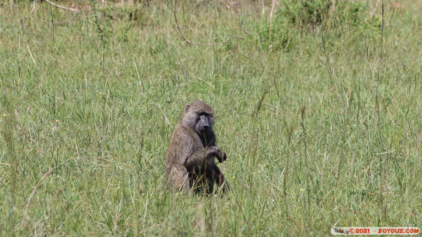 Masai Mara - Baboon
Mots-clés: geo:lat=-1.56654040 geo:lon=35.07162783 geotagged KEN Kenya Narok Ol Kiombo animals Masai Mara singes Babouin