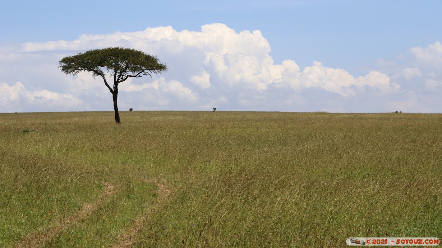 Masai Mara
Mots-clés: geo:lat=-1.57092097 geo:lon=35.11944932 geotagged Keekorok KEN Kenya Narok Masai Mara paysage