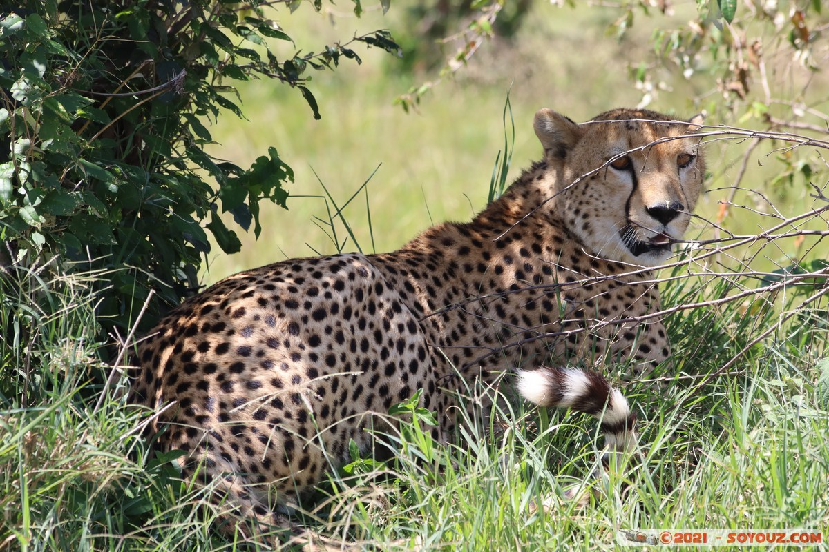 Masai Mara - Cheetah
Mots-clés: geo:lat=-1.52950460 geo:lon=35.13657197 Keekorok geotagged KEN Kenya Narok animals Masai Mara Cheetah guepard