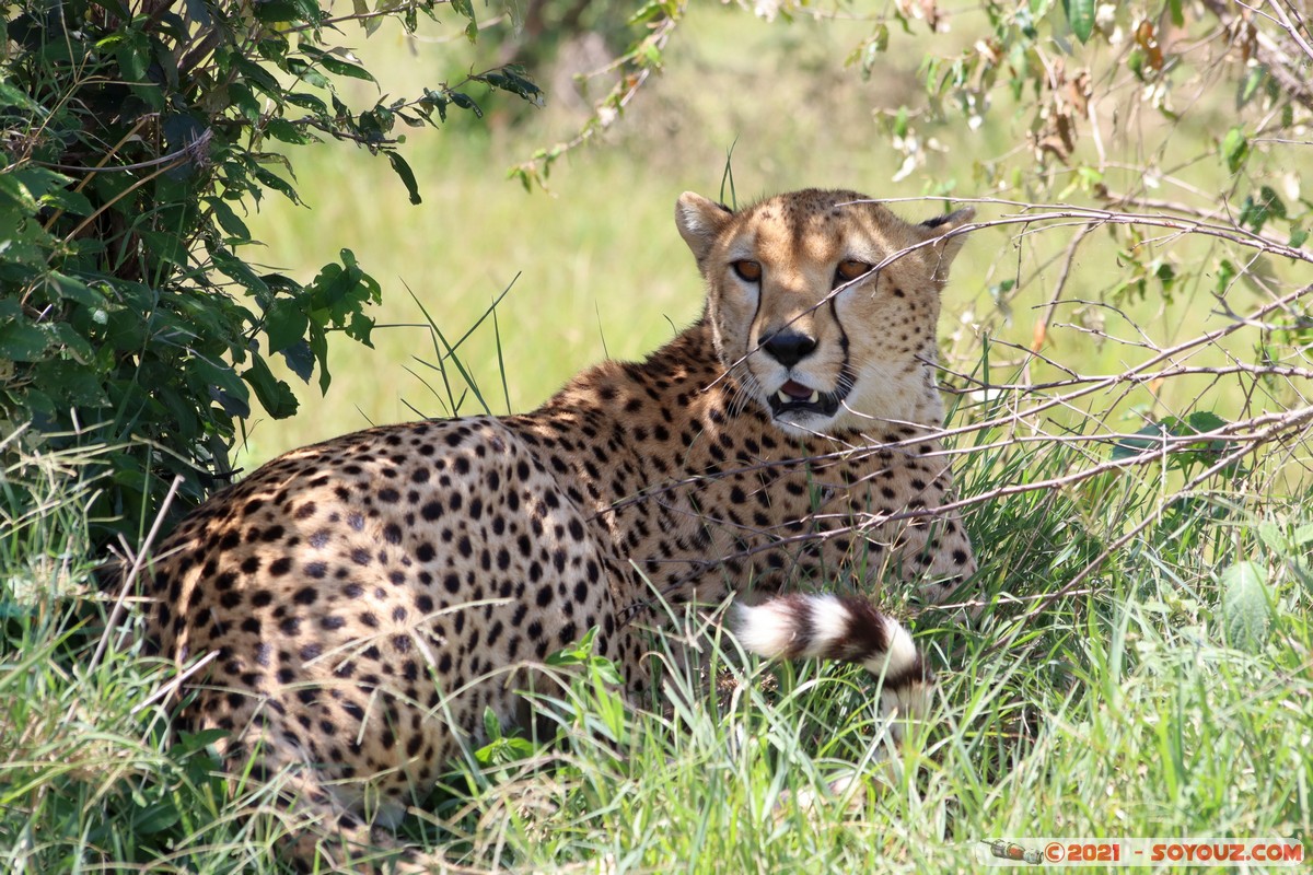 Masai Mara - Cheetah
Mots-clés: geo:lat=-1.52950460 geo:lon=35.13657197 Keekorok geotagged KEN Kenya Narok animals Masai Mara Cheetah guepard