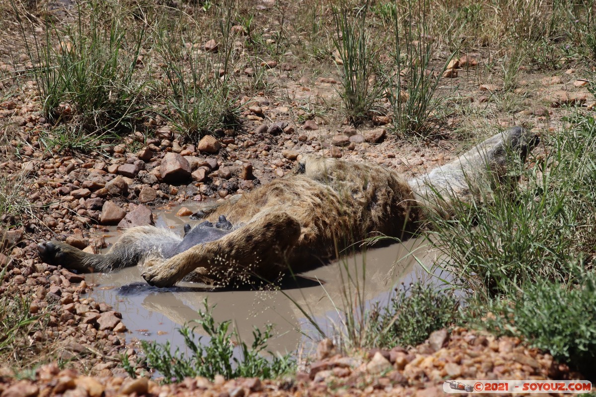 Masai Mara - Spotted hyena enjoying spa
Mots-clés: geo:lat=-1.50561847 geo:lon=35.12866165 geotagged KEN Kenya Narok Ol Kiombo animals Masai Mara Hyene tachetee