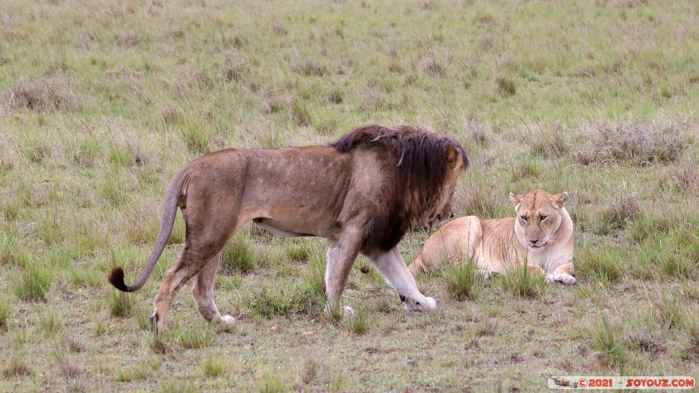 Masai Mara - Lion (Simba)
Mots-clés: geo:lat=-1.50478504 geo:lon=35.02733994 geotagged KEN Kenya Narok Ol Kiombo animals Masai Mara Lion