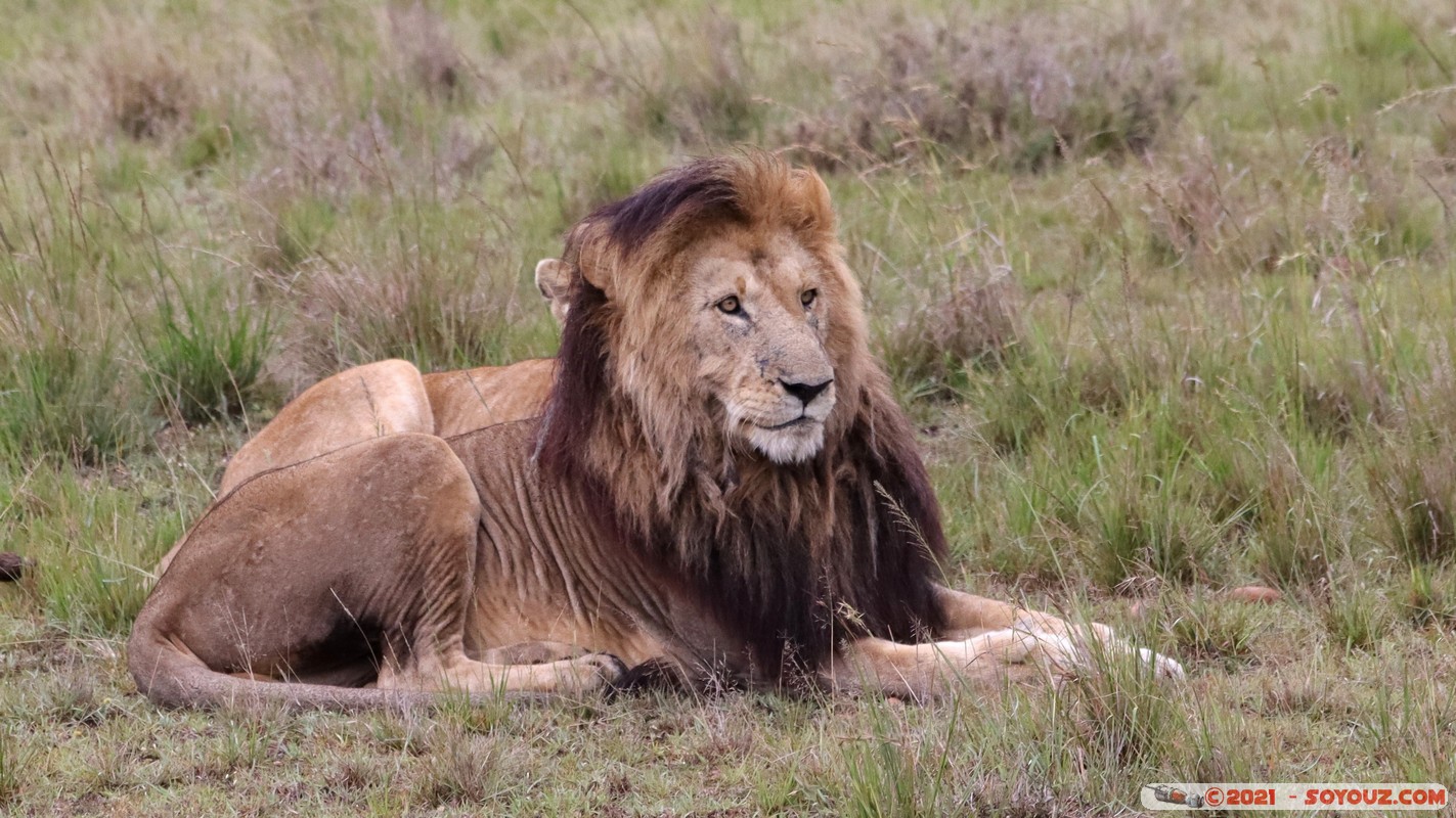 Masai Mara - Lion (Simba)
Mots-clés: geo:lat=-1.50476643 geo:lon=35.02734597 geotagged KEN Kenya Narok Ol Kiombo animals Masai Mara Lion