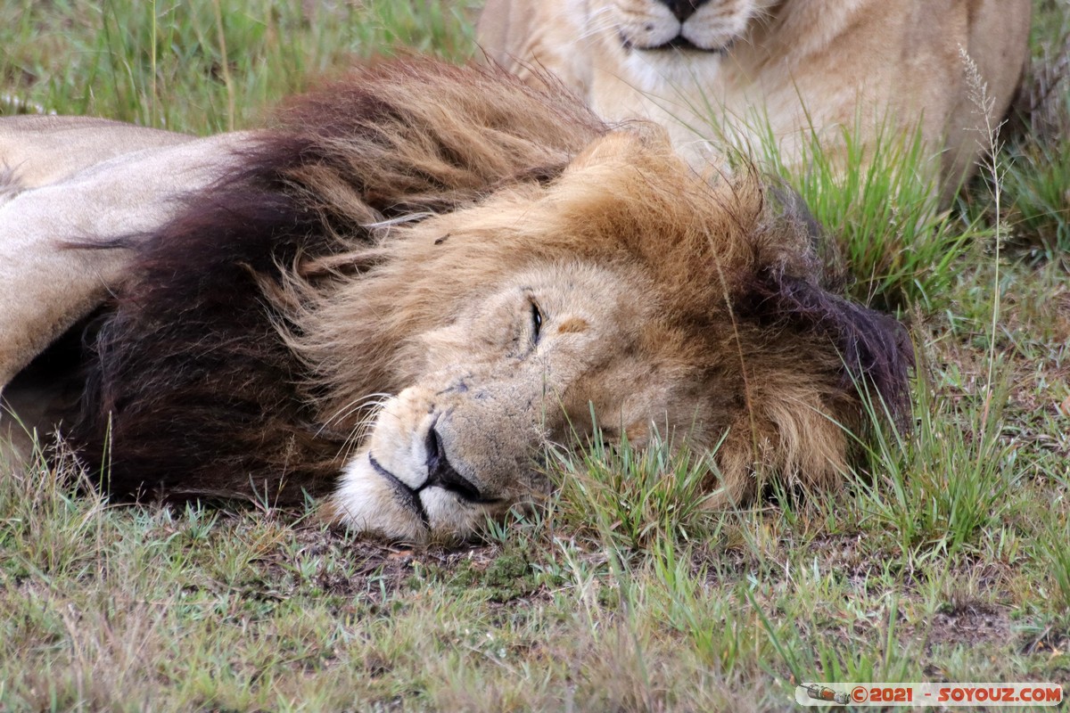 Masai Mara - Lion (Simba)
Mots-clés: geo:lat=-1.50465816 geo:lon=35.02727618 geotagged KEN Kenya Narok Ol Kiombo animals Masai Mara Lion