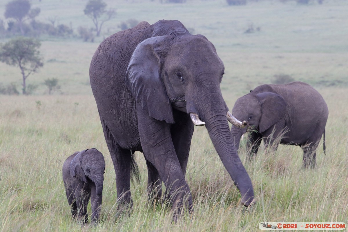 Masai Mara - Elephant
Mots-clés: geo:lat=-1.52025071 geo:lon=35.04208540 geotagged KEN Kenya Narok Ol Kiombo animals Masai Mara Elephant