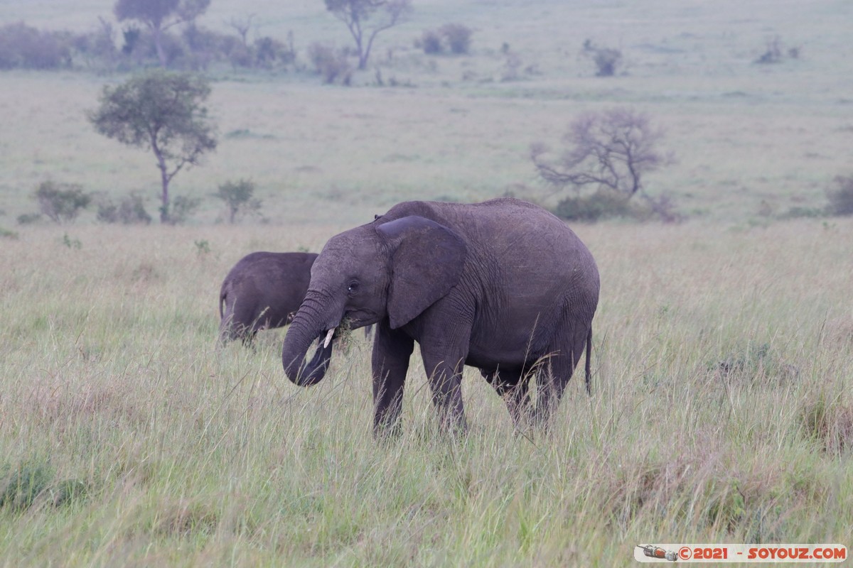 Masai Mara - Elephant
Mots-clés: geo:lat=-1.52025071 geo:lon=35.04208540 geotagged KEN Kenya Narok Ol Kiombo animals Masai Mara Elephant