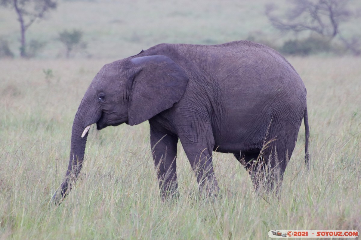 Masai Mara - Elephant
Mots-clés: geo:lat=-1.52025071 geo:lon=35.04208540 geotagged KEN Kenya Narok Ol Kiombo animals Masai Mara Elephant