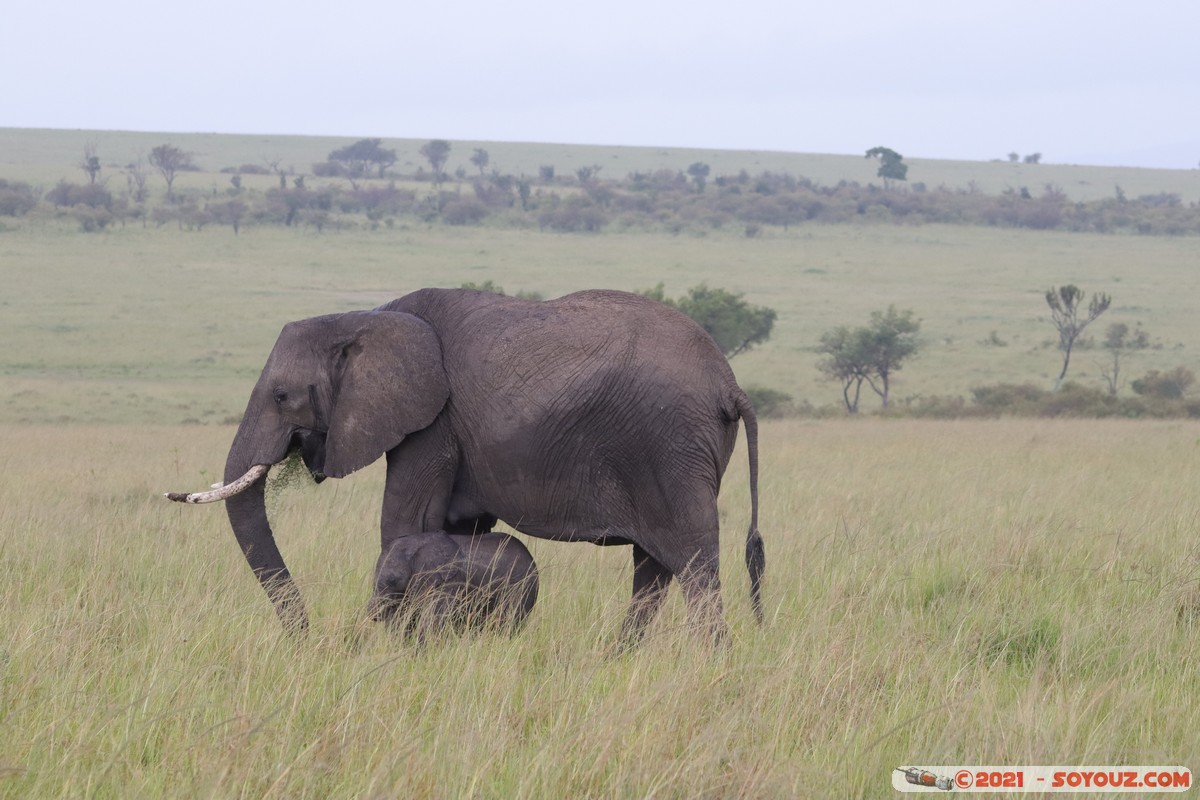 Masai Mara - Elephant
Mots-clés: geo:lat=-1.52025071 geo:lon=35.04208540 geotagged KEN Kenya Narok Ol Kiombo animals Masai Mara Elephant