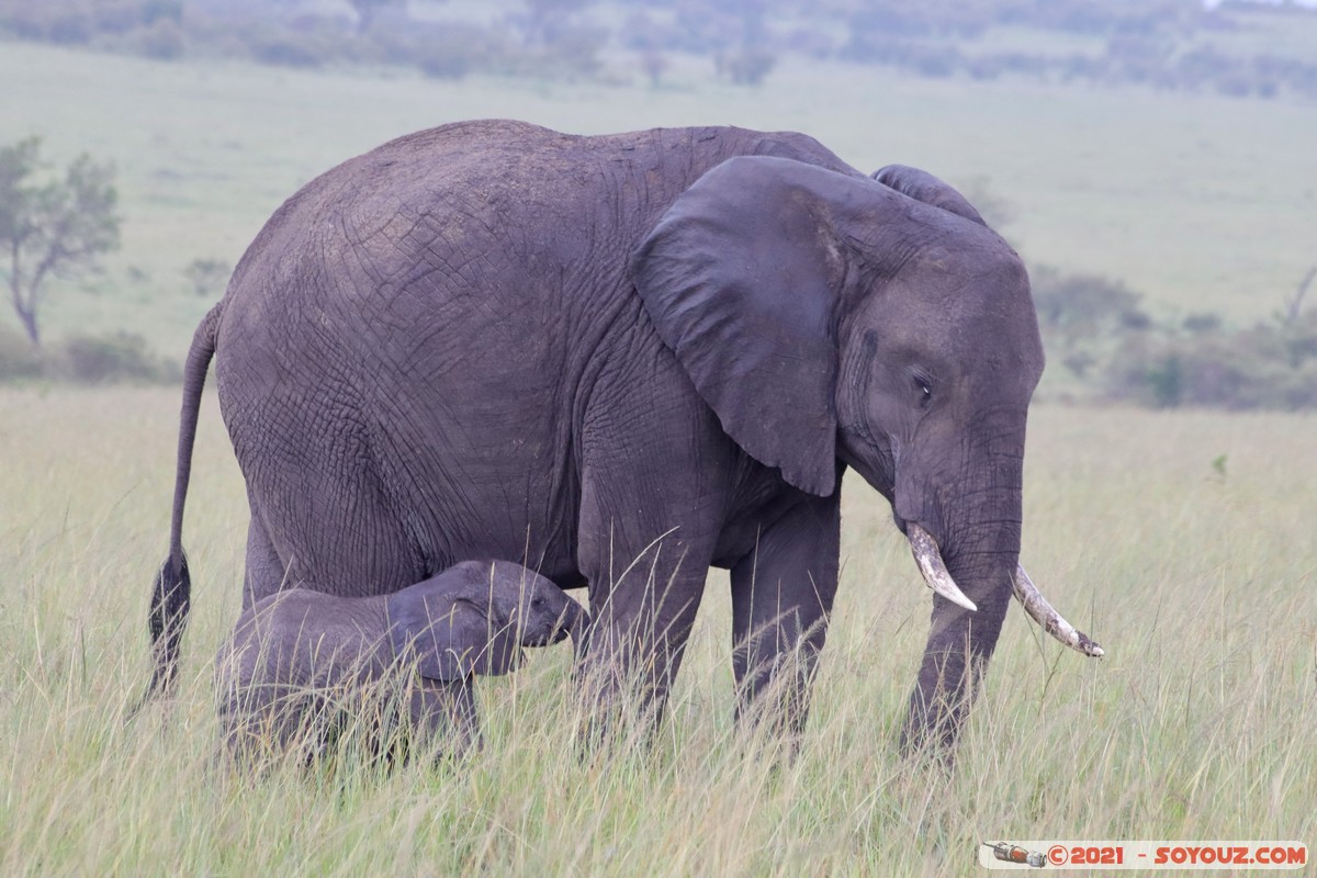 Masai Mara - Elephant
Mots-clés: geo:lat=-1.52025071 geo:lon=35.04208540 geotagged KEN Kenya Narok Ol Kiombo animals Masai Mara Elephant