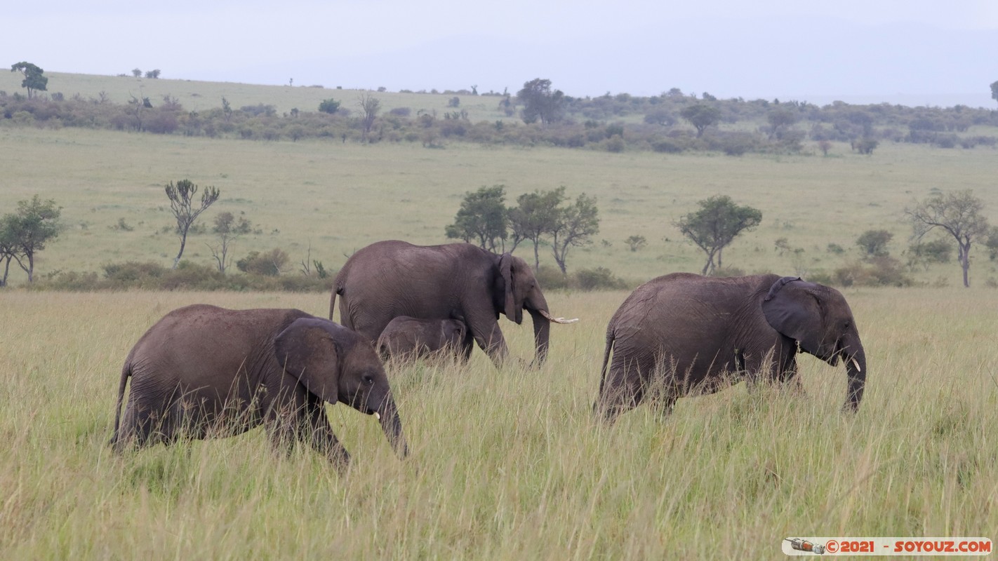 Masai Mara - Elephant
Mots-clés: geo:lat=-1.52025071 geo:lon=35.04208540 geotagged KEN Kenya Narok Ol Kiombo animals Masai Mara Elephant